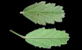 Image result for Sida urens