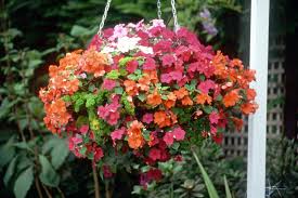 Here are the best plants for hanging baskets and stop kneeling to maintain them. Impatiens Super Elfin Series
