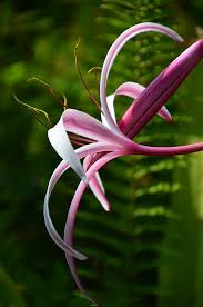 Image result for Crinum verdoorniae
