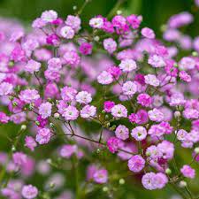 Flamingo Baby S Breath Save Up To 75 Breck S Pink Perennials Flower Seedlings Bulb Flowers