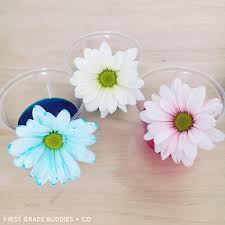 There are many colors in english language. Simple Science Color Changing Flowers First Grade Buddies