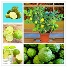 Maybe you would like to learn more about one of these? 30pcs Citrus Aurantifolia Key Lime Seeds Pure Bonsai
