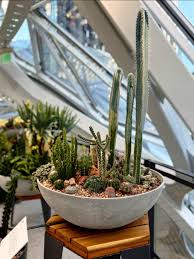 Image result for Psychotria succulenta