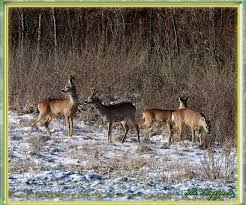 Milujcie Waszych Nieprzyjaciol Jezus Jest Naszym Najlepszym Przyjacielem Bardzo Nas Wszystkich Kocha Prawdziwy Przyjaciel Zawsze Jes Moose Art Animals Art