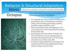 Animal And Plant Structural And Behavior Adaptations Ppt Download