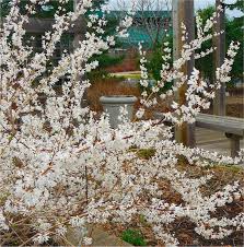The best time to prune forsythia is in the spring, after the plant has finished flowering. Abeliophyllum Distichum White Forsythia In Bud And Bursting Into Bloom Garden Plants
