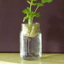 10 Verduras Y Aromaticas Que Pueden Enraizar En Agua Cultivo De Plantas Cultivo De Hortalizas Cultivar Hierba