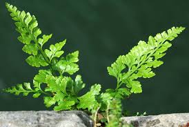 Image result for Asplenium adiantum-nigrum