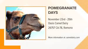 Visit oasis camel dairy in ramona. Pomegranate Days At The Oasis Camel Dairy In The Ramona Cbs8 Com