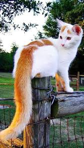 Pin By Cazacu Codrin On Pisici Animale Amuzante Animale Haioase Pisici