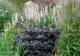 Actaea Simplex Brunette Cimicifuga Simplex Shade Perennials Perennial Plants Architectural Plants