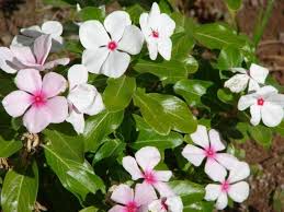 25 contoh gambar ragam hias flora dan fauna yang mudah 21 12 2019 ragam hias flora dan fauna menurut wikipedia ragam hias adalah bentuk dasar hiasan yang biasanya menjad pola yang. 6 Ragam Hias Flora Yang Bisa Ditanam Di Depan Rumah