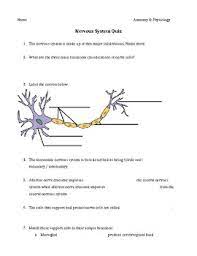 Conversely , our brains also react to neural message. Nervous System Quiz By Calabresi Science Teachers Pay Teachers