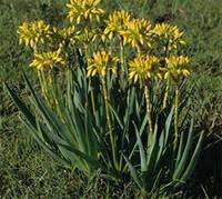 Image result for Agelanthus natalitius