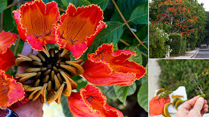 Red flowers that look like tulips. African Tulip Tree Red Flowering In Southern California The Horticult