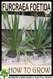 Image result for Furcraea