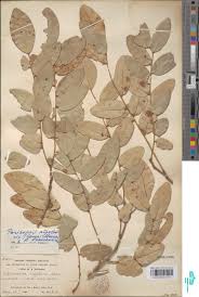 Image result for Synsepalum muelleri