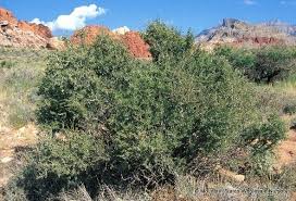 Image result for Lycium