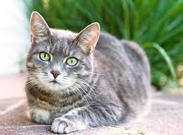 Other costs associated for neutering cats. Should I Neuter My Cat Cat Health Cats Guide Omlet Uk