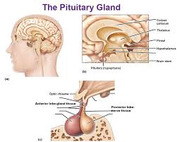 The Endocrine System Pituitary Gland Gland Pituatary Gland