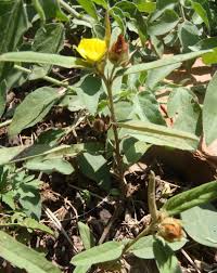 Image result for Melhania acuminata