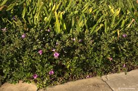 Image result for Barleria setosa