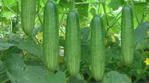 Maybe you would like to learn more about one of these? Cara Budidaya Mentimun Yang Kaya Manfaat Hello Magetan