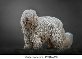 Image result for Komondor