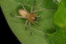 Image result for yellow sac spider bite skin