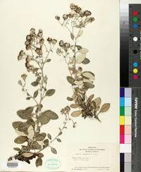 Image result for Senecio cryphiactis