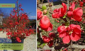 Check spelling or type a new query. Chaenomeles X Superba Flowering Quince Shrub Garden Plants Online