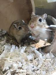 Kaylee Und Kate Rennmaus Rennmaeuse Gerbil Gerbils Pets Gerbil Animals Wild