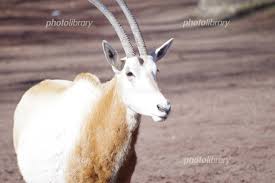 ル 背景：アトリエムサ 企画・配信：アニプレックス 音楽：尾澤拓実 オープニングアニメーション：troyca 音響制作：half h･p studio. ã‚·ãƒ­ã‚ªãƒªãƒƒã‚¯ã‚¹ å†™çœŸç´ æ 5090785 ãƒ•ã‚©ãƒˆãƒ©ã‚¤ãƒ–ãƒ©ãƒªãƒ¼ Photolibrary