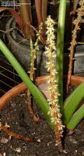 Image result for Remusatia