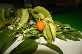 Image result for Olacaceae