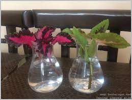 Maybe you would like to learn more about one of these? Root Coleus Cuttings In Water Gardening For Beginners