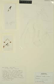 Image result for Habenaria myodes