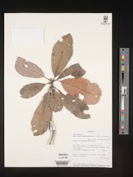 Image result for Manilkara koechlinii