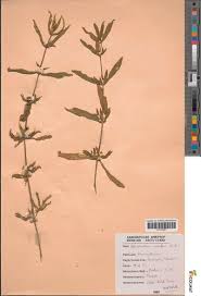 Image result for Alternanthera sessilis