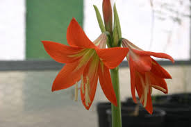 Image result for Hippeastrum