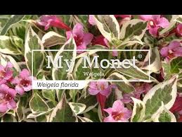 Pink spring flowers and green and white variegated foliage all season long. 30 Seconds With My Monet Weigela Youtube