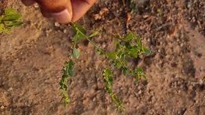 Image result for Phyllanthus maderaspatensis