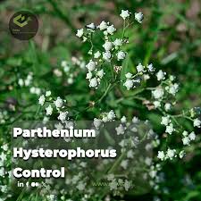 Image result for Parthenium