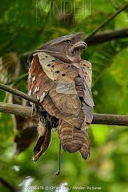 Many nightbirds are dependent on forest habitats. Dulit Frogmouth Batrachostomus Harterti Pet Birds Animals Beautiful Beautiful Birds