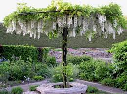 Wisteria Umbrella Garden Vines Wisteria Tree Garden Inspiration