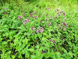 Der dost (origanum) oder orant ist eine pflanzengattung aus der familie der lippenblütler (lamiaceae oder labiatae) in der ordnung der lippenblütlerartigen (lamiales). Gewohnlicher Dost Nabu Bochum