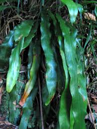 Image result for Vittaria