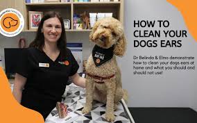 Some dogs have clean ears while others require regular care. How To Clean Your Dog S Ears Rouse Hill Family Veterinarian