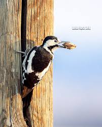 Alaca Agackakan Dendrocopos Syriacus Syrian Woodpecker By Mehmet Beyhan Sahan On 500px Turkiye