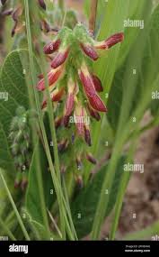 Image result for Eriosema